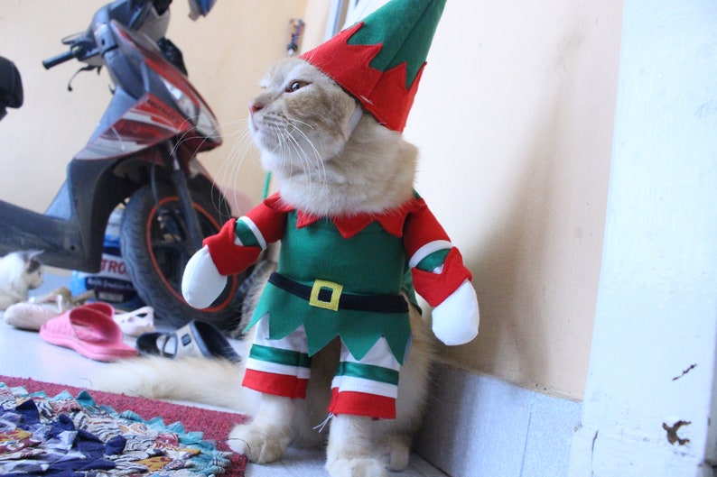 Santacat Dwarf Cat costume for christmas sphynx cat