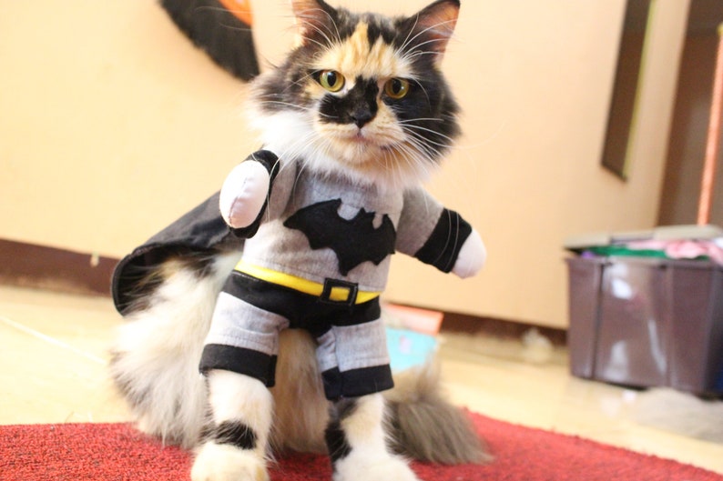 Costume batman for cat and dog persian cat/sphynx cat cat ...