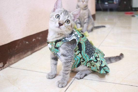 japanese persian cat