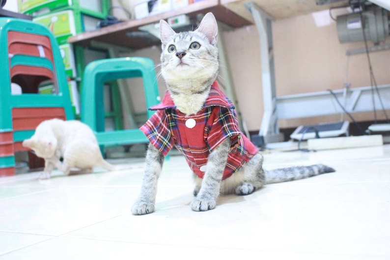 persian outfit sphynx outfit. Red T-shirt with square motive for sphynx cat or persian cat cat clothing with cool motive