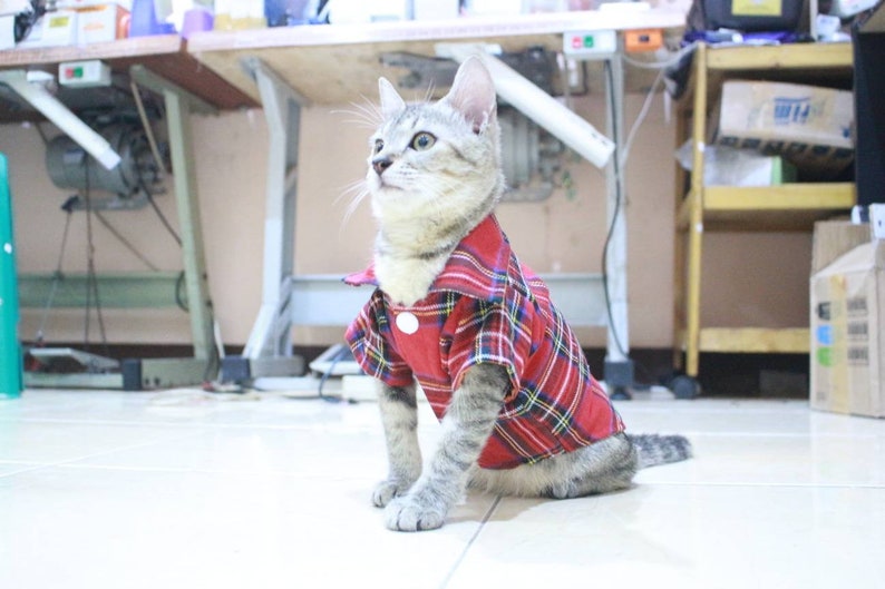 persian outfit sphynx outfit. Red T-shirt with square motive for sphynx cat or persian cat cat clothing with cool motive