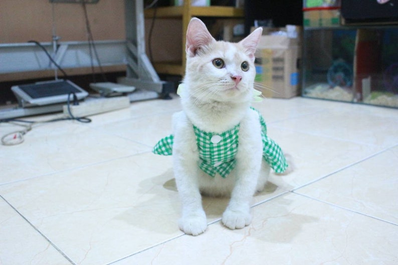 cat clothes apparel clothes for cat. Dress with green square motive for cat and dog persian outfit /& sphynx cat