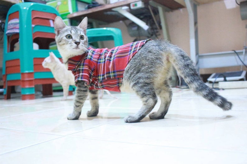 persian outfit sphynx outfit. Red T-shirt with square motive for sphynx cat or persian cat cat clothing with cool motive