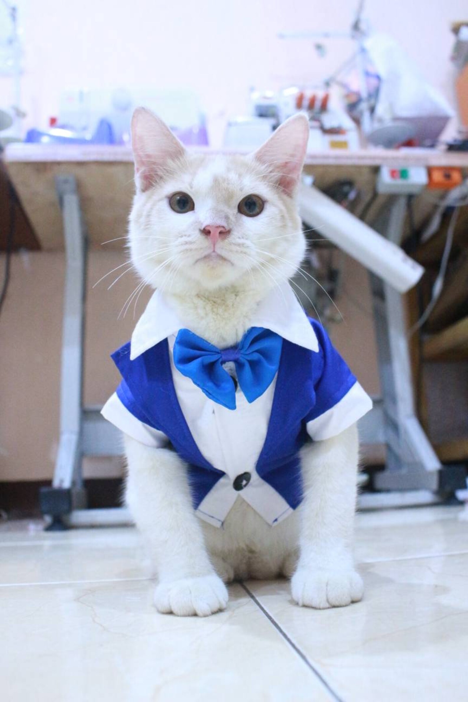 Blue tuxedo for cat and dog persian outfit & sphynx cat cat | Etsy