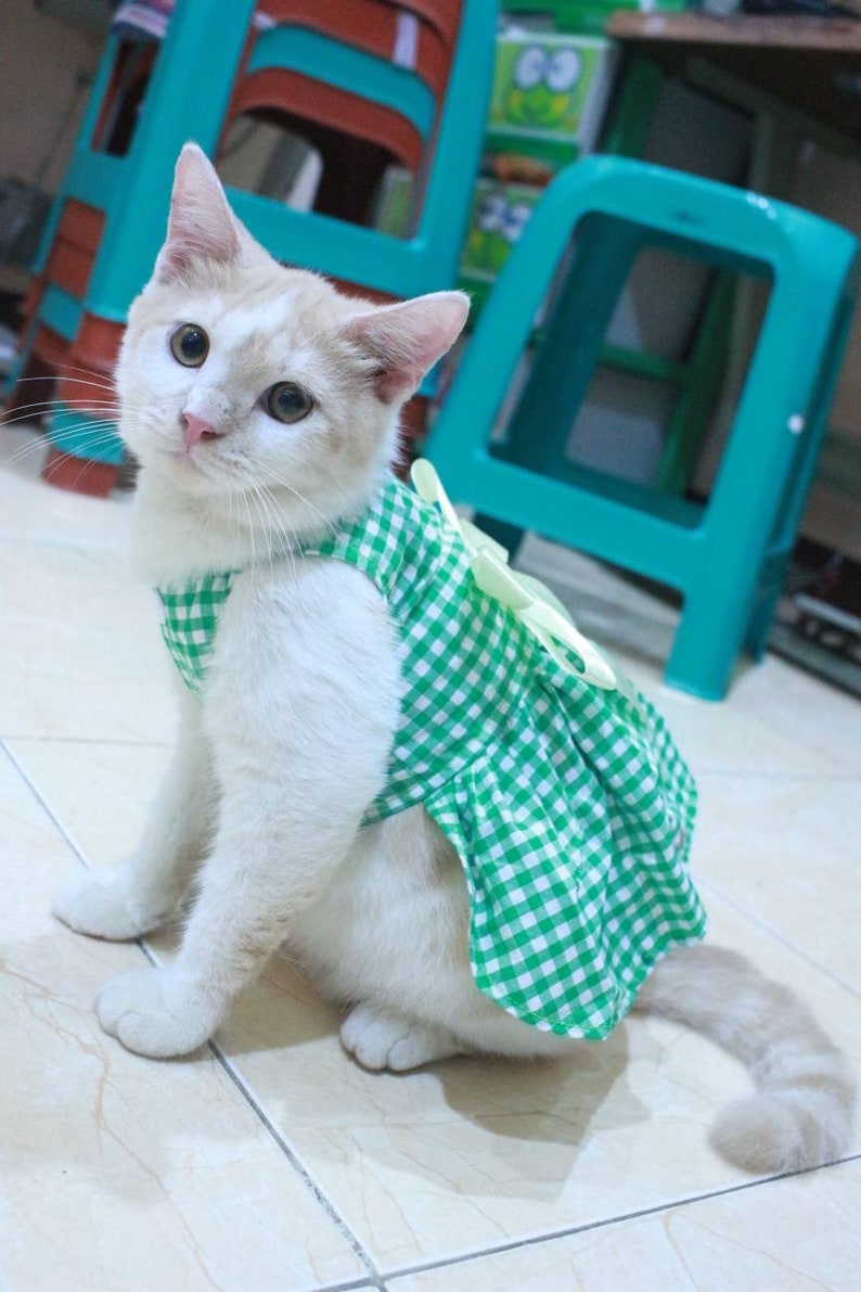 cat clothes apparel clothes for cat. Dress with green square motive for cat and dog persian outfit /& sphynx cat