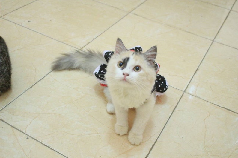 Pet maid dress for cat cat with maid outfit cute maid