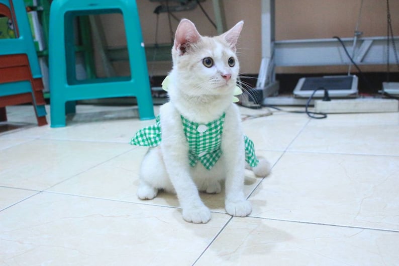 cat clothes apparel clothes for cat. Dress with green square motive for cat and dog persian outfit /& sphynx cat