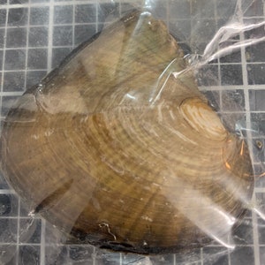 Single  Fresh Water oysters