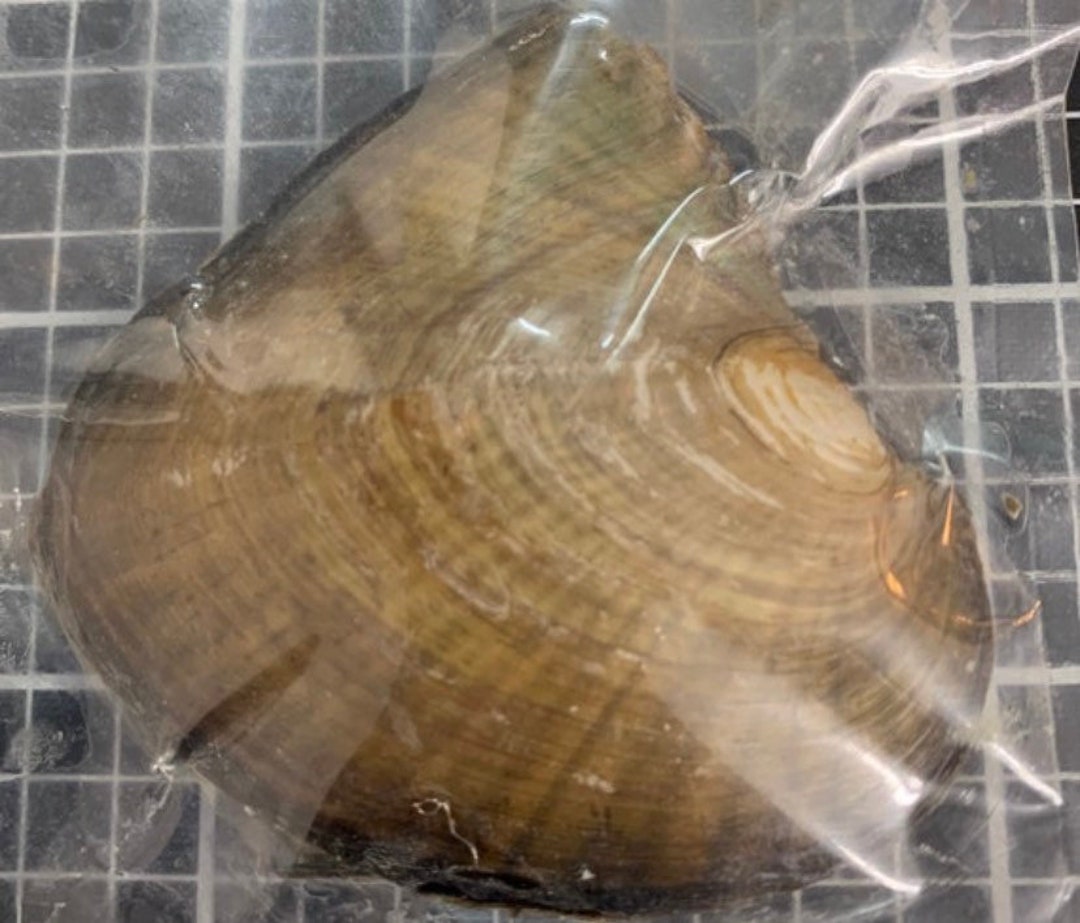 Set of 10 Freshwater Oysters With Round Colored Pearls Etsy