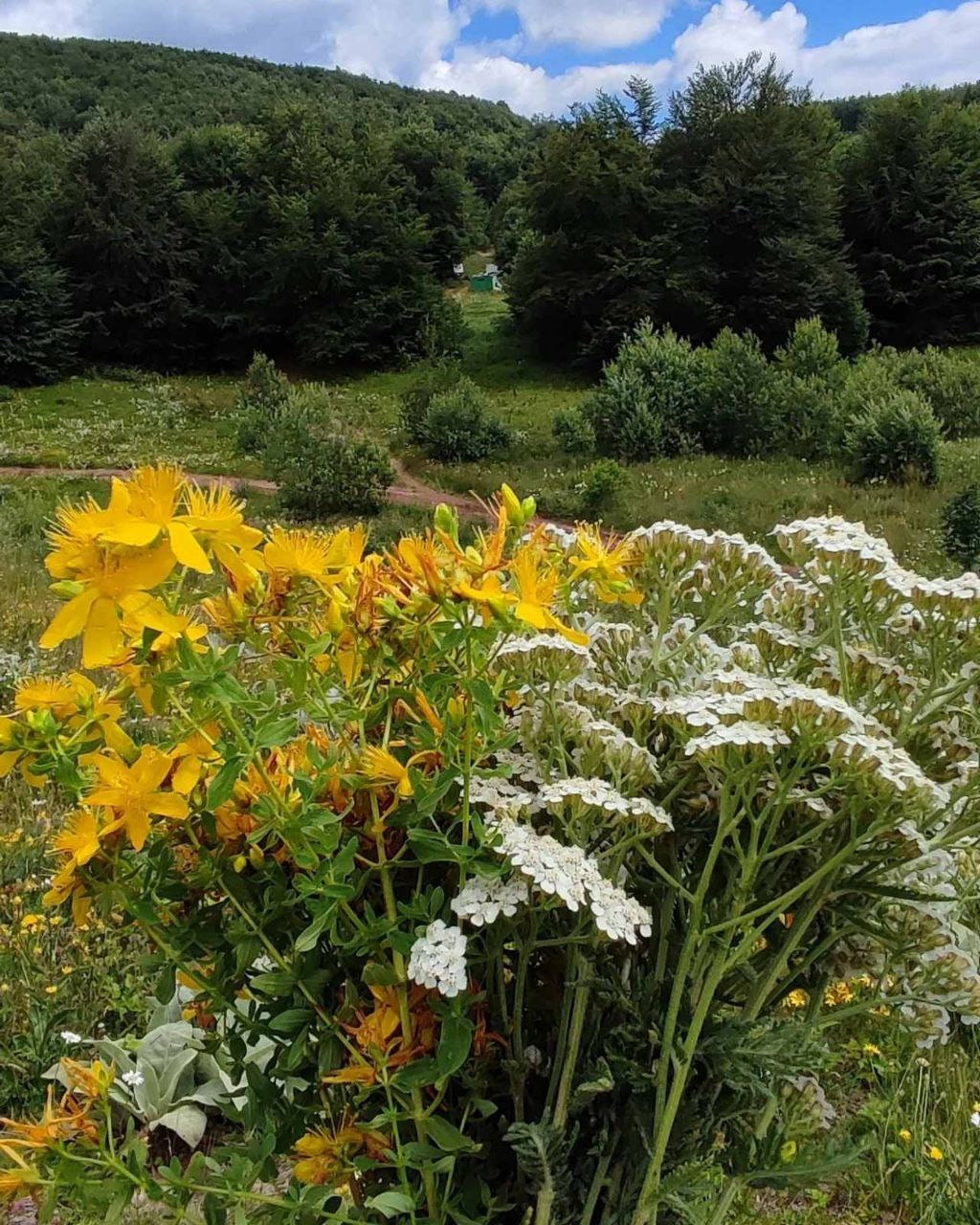 Thyroid Support Herbal Tea Tea for Hyperthyroid Health Organic Herbal