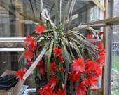 3 special cactus for one money - -Epiphyllum aka Ms Epi and her two nieces Ms Crab Claw and Ms Zygos - 6 cuttings - 2 cuttings of each one