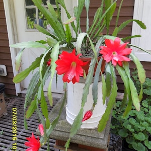 4 --- Great Uncle Franks Red Cactus aka Epiphyllum or Orchid Cactus freshly prepared cuttings - ready to root and enjoy