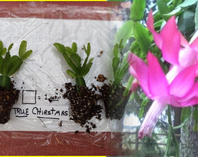 1 A TRUE Old Fashioned Christmas Cactus Mom's Crab Claw Cactus