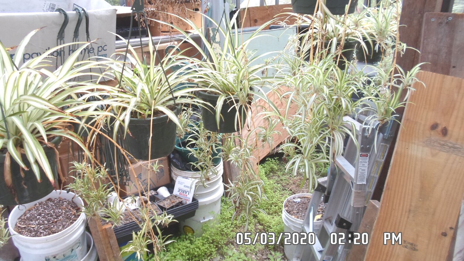 SPIDER PLANT PUPS 6 Pups Ready to Grow Woof Woof Etsy