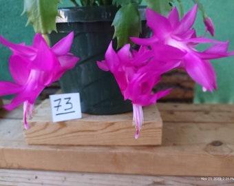 8  (eight --  Schlumbergera truncata 'CYBER DANCER'  unrooted, freshly cut  and prepared to root cuttings ... st073-8c