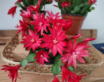 3 - THOR ANETT   ...  Easter or Spring Cactus ... Schlumbergera GAERTNERI unrooted, freshly cut  and prepared to root cuttings ... sg20-3c