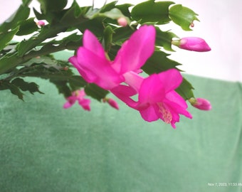 8  (eight) -- # 5 LAVENDER   Schlumbergera truncata unrooted, freshly cut  and prepared to root cuttings ... st005-8c