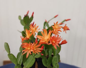 Orange Easter Cactus Schlumbergera gaertneri ... Cuttings or Starter Plant ...  sg32v