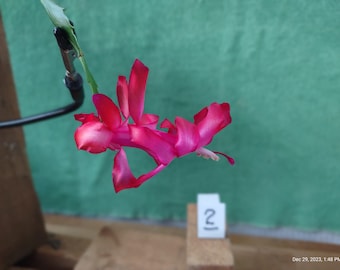 8  (eight) - RED  ...  Schlumbergera truncata (a noid) unrooted, freshly cut  and prepared to root cuttings ... st002-8c