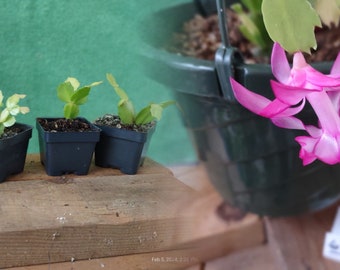 Schlumbergera truncata CRISTEN AUREA VARIEGATA a fine starter plant for your pot ... st061p