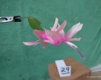 8  (eight) --  Schlumbergera truncata LIMELIGHT DANCER  unrooted, freshly cut  and prepared to root cuttings ... st029-8c