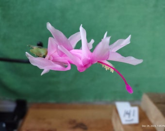 1 -- NOVEMBRO BRAZIL  Schlumbergera truncata a fine starter plant for your pot ... st141p