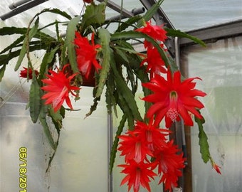 Red Orchid Cactus - Disocactus ackermannii  - 3 -- fresh cut ready to root cuttings --  Great Uncle Frank's Red Cactus - a family heirloom