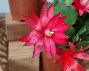 3 - THOR INA ...  Easter or Spring Cactus ... Schlumbergera GAERTNERI unrooted, freshly cut  and prepared to root cuttings ... sg23-3c