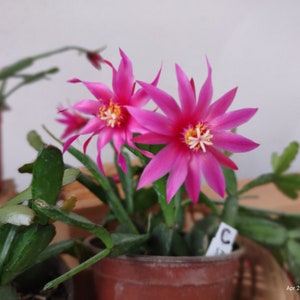 May include: Close-up of a potted plant with vibrant pink flowers. The flowers have multiple pointed petals and a yellow and white center. The plant has green, segmented stems and leaves. The pot is brown.