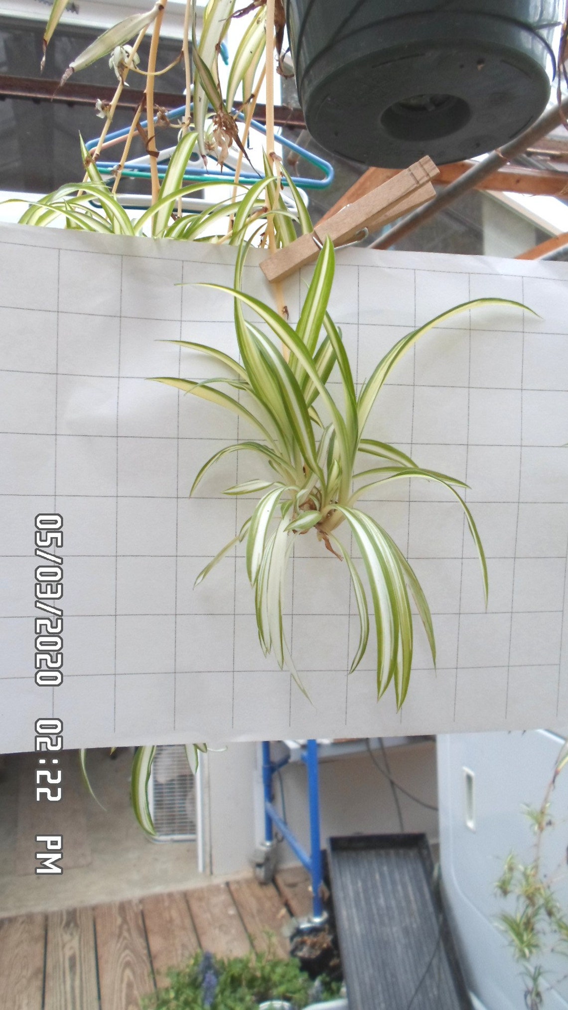 SPIDER PLANT PUPS 4 pups ready to grow woof woof