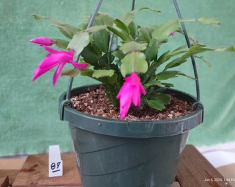 4 - EXP #089  A  Schlumbergera truncata PURPLE noid unrooted, freshly cut  and prepared to root cuttings ... st089-4c