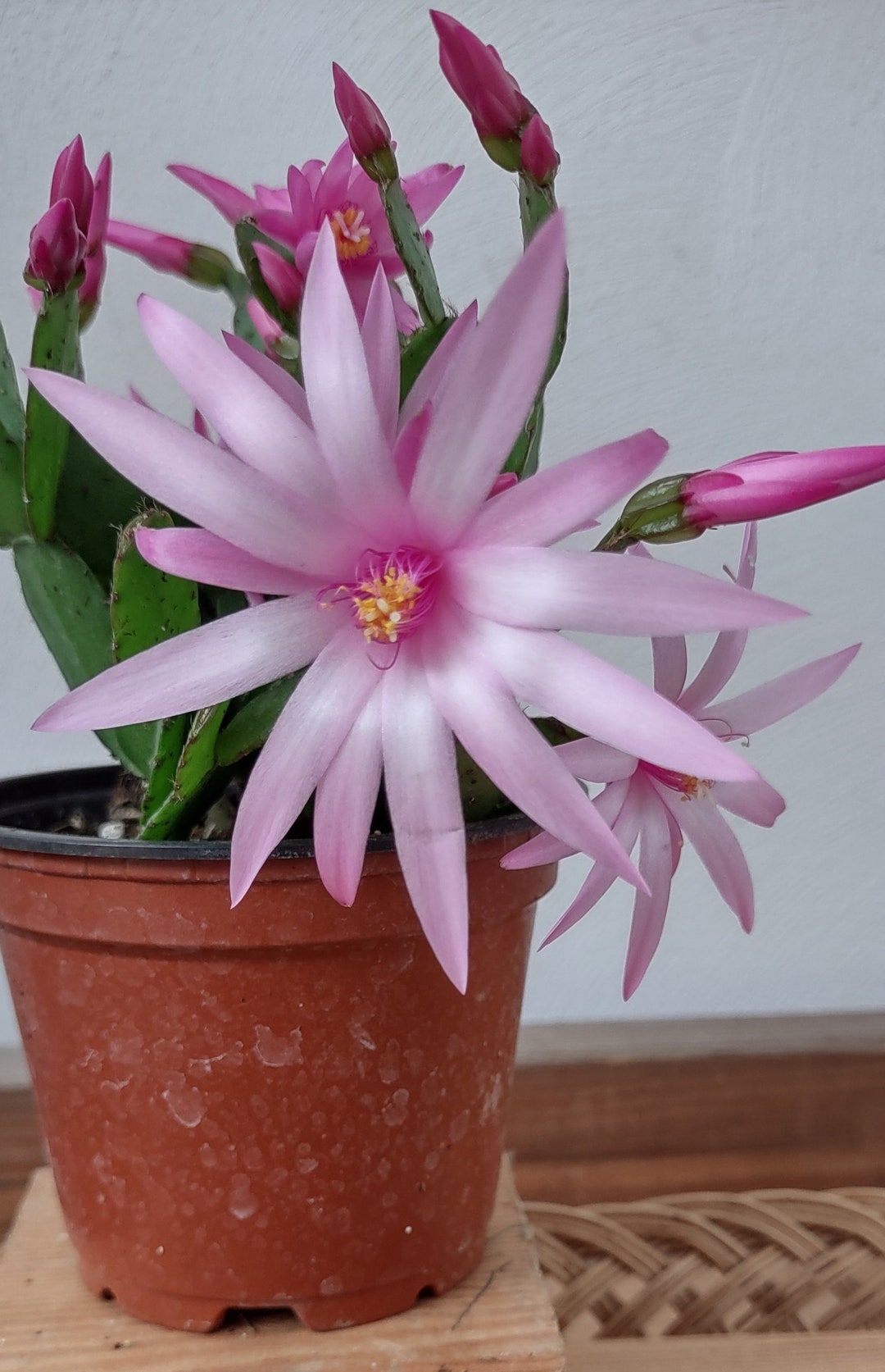 Root A Spring Cactus 3 - THOR SIFF ... Easter or Spring Cactus ... Schlumbergera GAERTNERI ...
