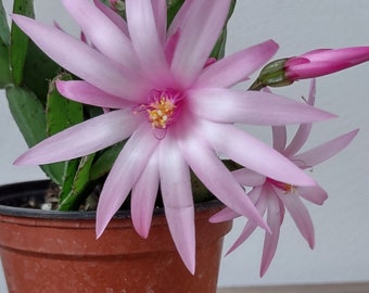 3 - THOR SIFF ...  Easter or Spring Cactus ... Schlumbergera GAERTNERI unrooted, freshly cut  and prepared to root cuttings ... sg22-3c