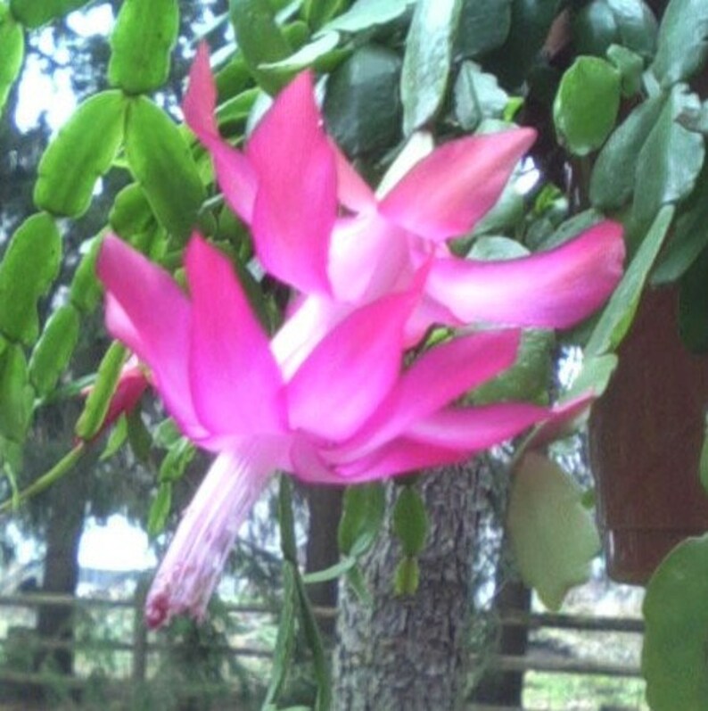 A TRUE Christmas Cactus Mom's Crab Claw Cactus 4 Blush Etsy