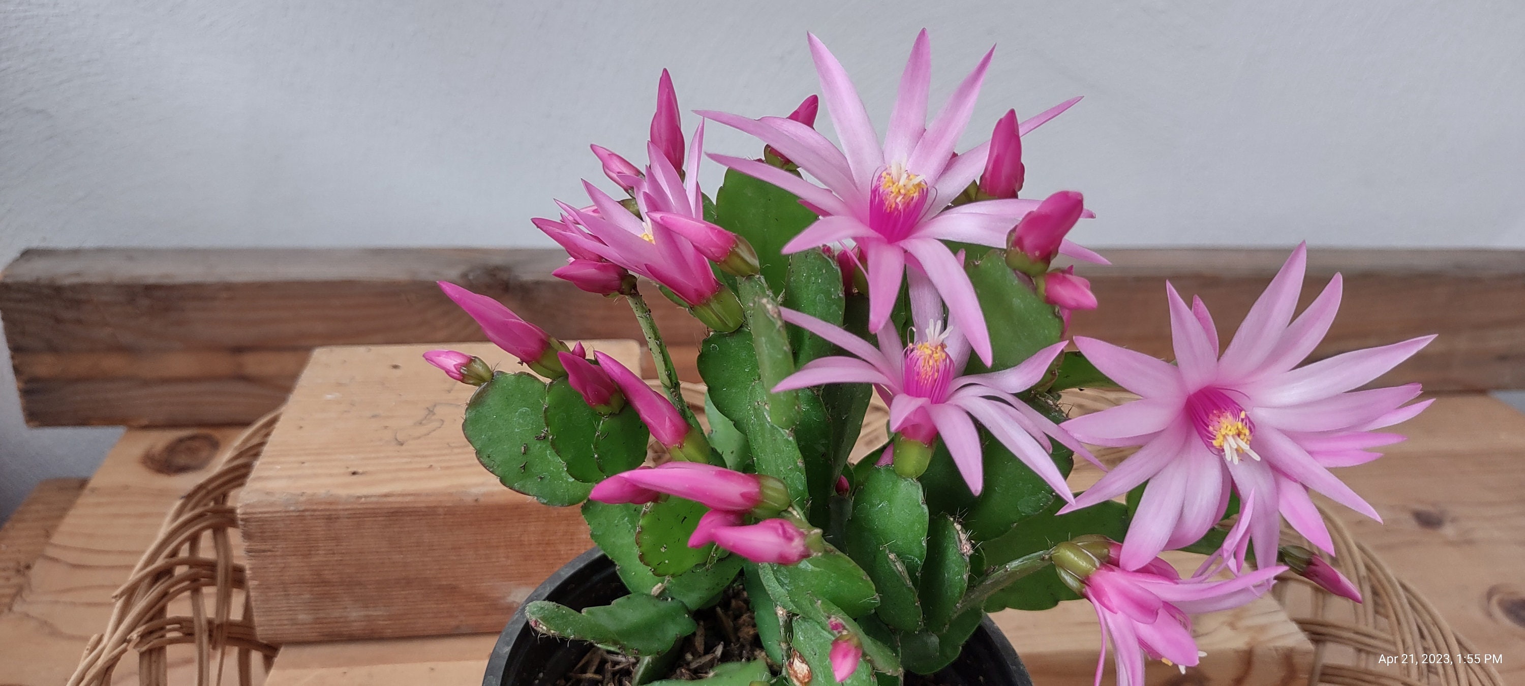 4 Cuttings Schlumbergera Gaertneri THOR SIFF Easter Cactus 