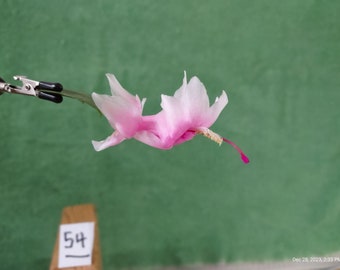 8  (eight)  --  Schlumbergera truncata 'MELISSA WHITE'  unrooted, freshly cut  and prepared to root cuttings ... st054-8c