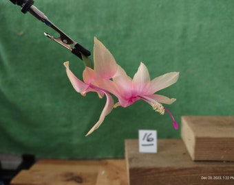 8  (eight) - EXP. #016  YELLOW  ...  Schlumbergera truncata (a noid) unrooted, freshly cut  and prepared to root cuttings ... st016-8c