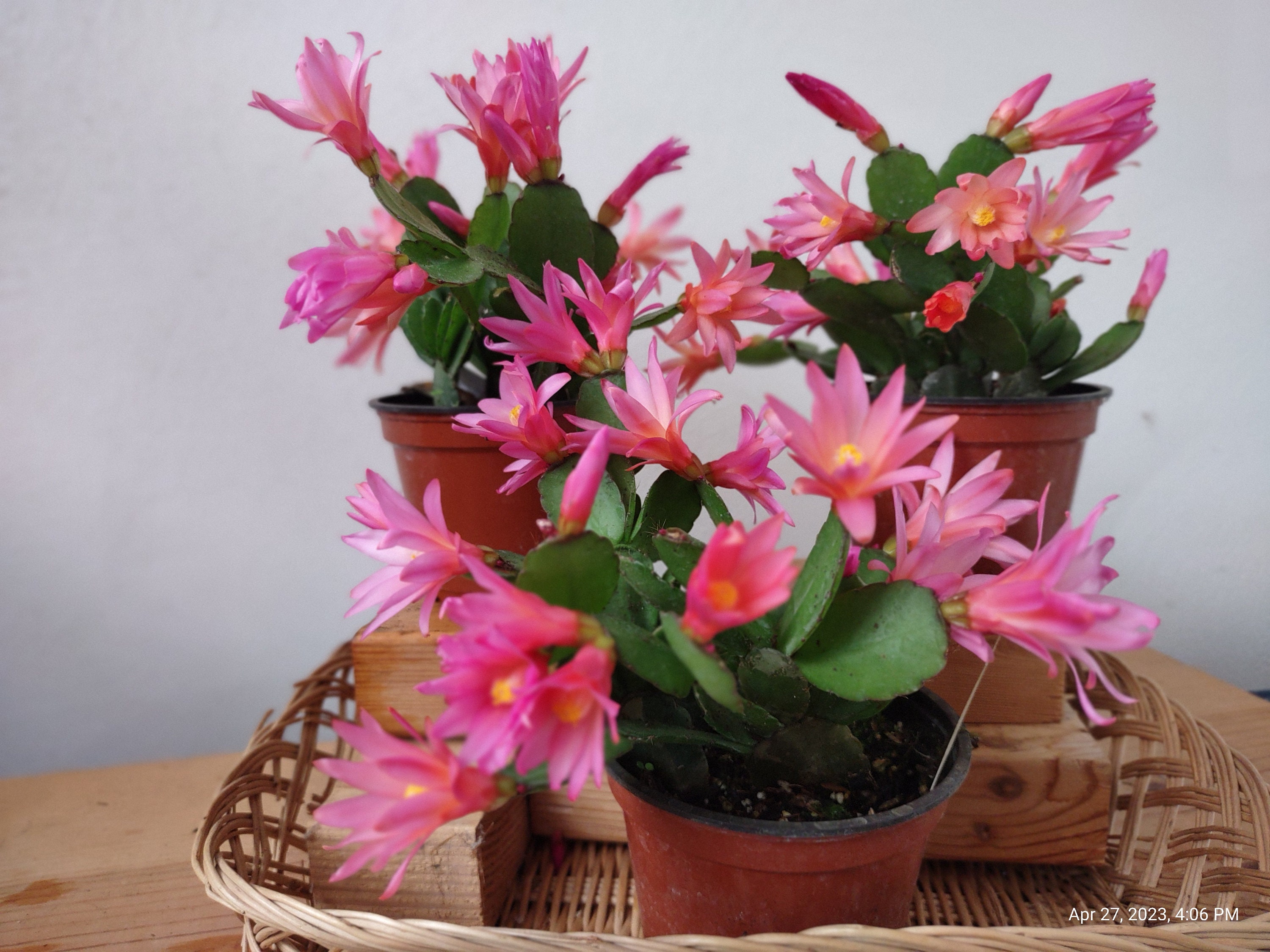 Schlumbergera Gaertneri OTTAWA Easter Cactus Cuttings Prepared 