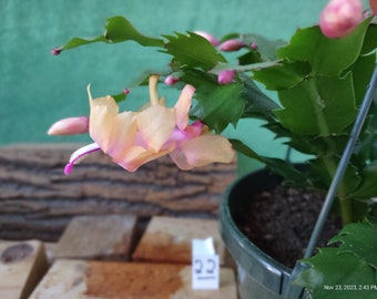 8  (eight) --  Schlumbergera truncata 'THOR SOPHIA'  unrooted, freshly cut  and prepared to root cuttings ... st022-8c