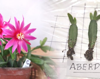 ABERDEEN ... Easter Cactus ROOTED cuttings ... Schlumbergera  gaertneri 'ABERDEEN' ... sg-08-3r