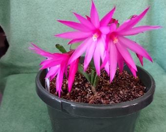 3 - MAGENTA ... Easter or Spring Cactus ( noid) ... Schlumbergera GAERTNERI unrooted, freshly cut  and prepared to root cuttings ... sg01-3c