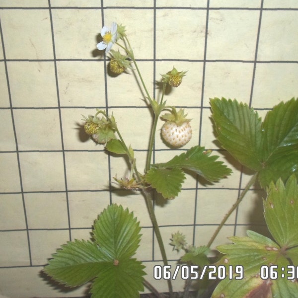 6  + 3- Wild White Strawberry Plants --  HOMEGROWN - fresh dug plants aka Alpine White Strawberry - excellent ground cover - Edible - wb06