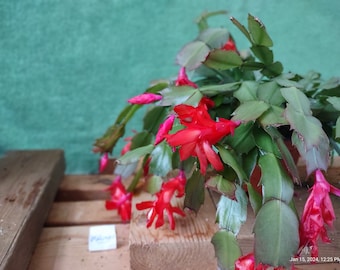 4 - MALINDI   ...  Schlumbergera truncata unrooted, freshly cut  and prepared to root cuttings ... st119-4c