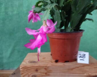 4 - HINSON PINK  ...  Schlumbergera truncata unrooted, freshly cut  and prepared to root cuttings ... st07-4c