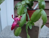 TRUE RED CHRISTMAS Cactus and Schlumbergera Bridgesii and Buckleyi Type  Cactus -- Aka the 3 Little Elves of Christmases Past ... Sb106-c2 - Etsy