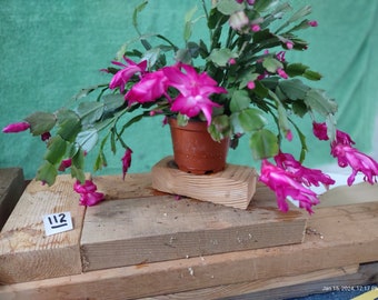 4 - THOR HIRO  ...  Schlumbergera truncata unrooted, freshly cut  and prepared to root cuttings ... st112-4c