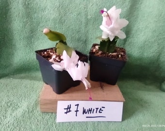 8  (eight) -- #007 WHITE    Schlumbergera truncata a noid WHITE  unrooted, freshly cut  and prepared to root cuttings ... st007-8c