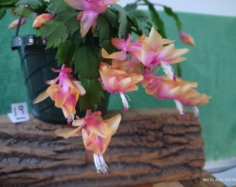 Thanksgiving Cactus ... ONTONO BRAZIL  a noid  Schlumbergera truncata   fresh prepared cuttings for your pot ... st019v