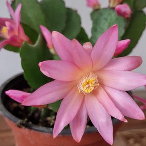 May include: A potted Easter cactus featuring multiple vibrant pink, star-shaped flowers with yellow centers. The plant has segmented, flat green leaves and is displayed in a simple brown plastic pot. Several blooms are fully open, while others are buds.