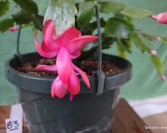 4 -- EXP. #5  DEEP PINK ...    Schlumbergera truncata unrooted, freshly cut  and prepared to root cuttings ... st083-4c